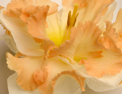 Daffodil 1833