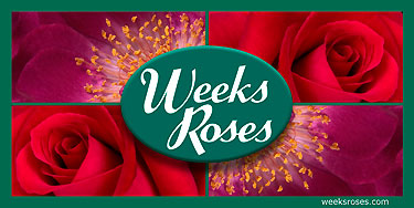 Weeks Roses Banner